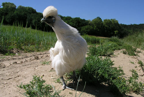 La poule Negre-soie s'adapte a l'environnement en l'observant.